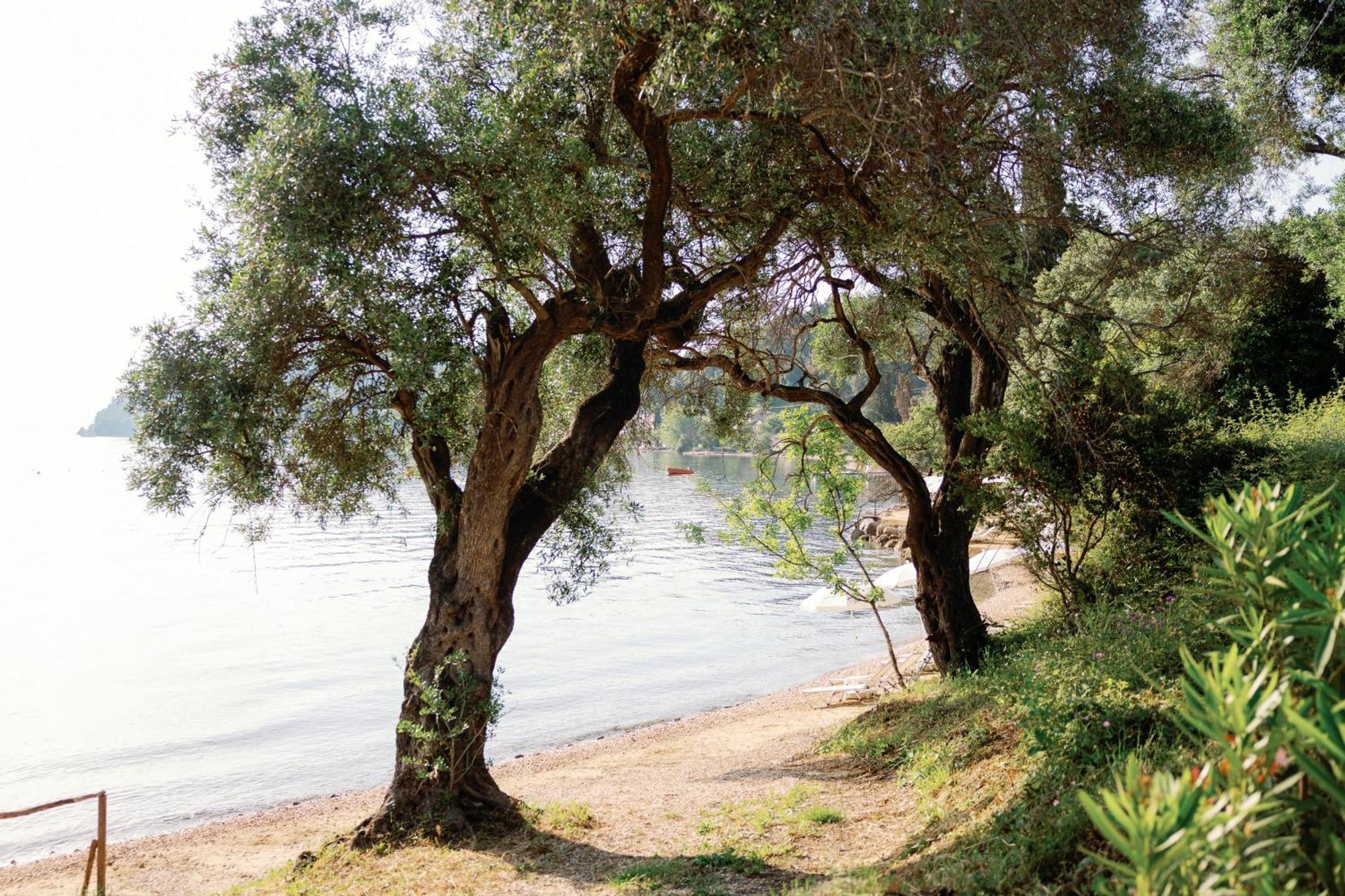 Kairaba Mythos Palace - Adults Only Kouspades Exterior photo Olive trees on the island of Thasos